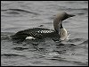 Black-throated Diver