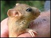 Dormouse