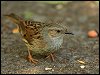 Dunnock