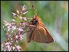 Essex Skipper