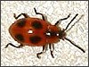 False Ladybird