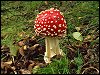 Fly Agaric