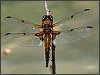 Four-spot Chaser