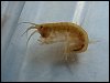 Freshwater Shrimp