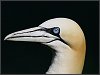 Gannet