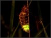 Glow-worm