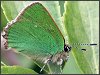 Green Hairstreak