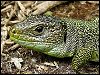 Green Lizard