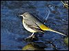 Grey Wagtail