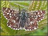 Grizzled Skipper