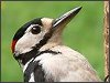 Great Spotted Woodpecker