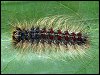 Gypsy Moth