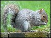 Grey Squirrel