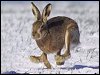 Brown Hare