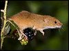 Harvest Mouse