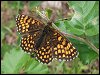 Heath Fritillary