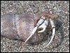 Hermit Crab