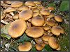 Honey Fungus