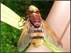 Belted Hoverfly