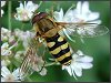 Common Hoverfly
