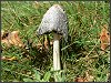 Shaggy Inkcap