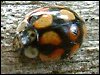 10-Spot Ladybird