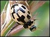 14-Spot Ladybird