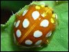 16-Spot Orange Ladybird