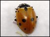 Adonis Ladybird