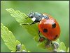 Ladybird