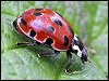 Eyed Ladybird