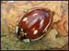 Striped Ladybird