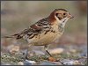 Lapland Bunting