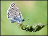 Large Blue