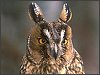 Long-eared Owl