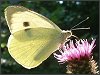 Large White