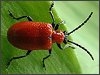 Lily Beetle