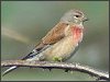 Linnet