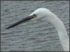 Little Egret