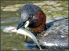 Little Grebe