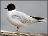 Little Gull