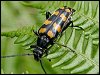 Four-banded Longhorn