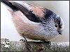 Long-tailed Tit