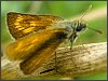 Lulworth Skipper