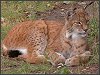 Lynx