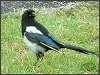 Magpie