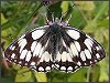 Marbled White