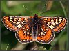 Marsh Fritillary