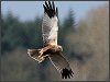 Marsh Harrier