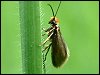 Flower Moth - Micropterix calthella